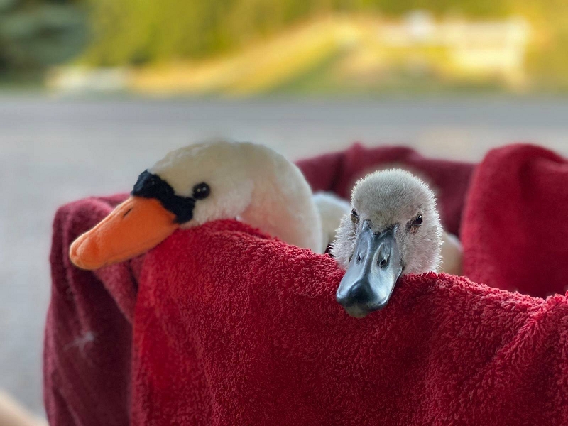 wildtierrettung20 (5)