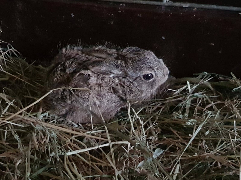 wildtierrettung20 (6)